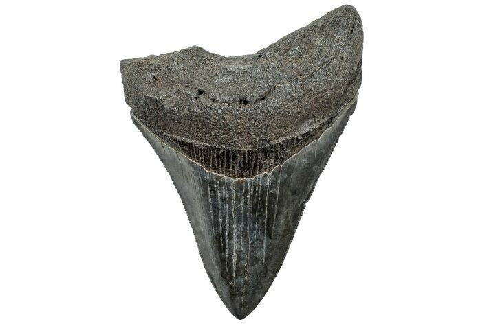 Serrated, Fossil Megalodon Tooth - South Carolina #310064